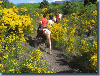 Riders between flowering broom in spring on a half day ride in Pucon, Chile